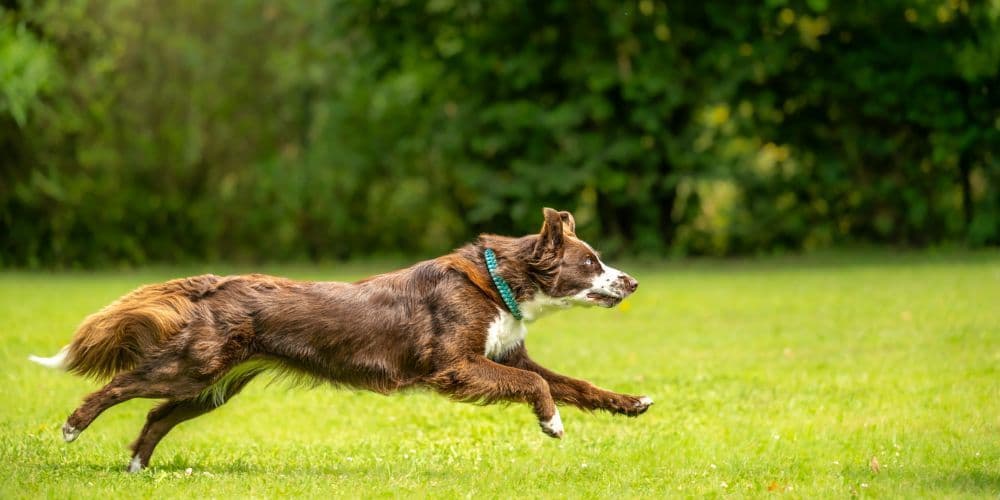 Pet Services in San diego